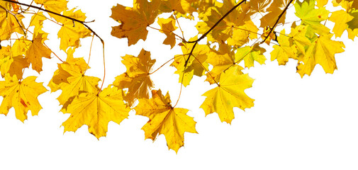 Poster - Meple leaves isolated on transparent background 