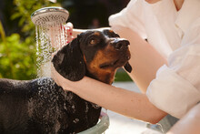 A Girl Bathes A Dachshund Dog With Shampoo In The Shower In The Garden