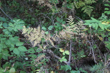 Wall Mural - moss on the ground