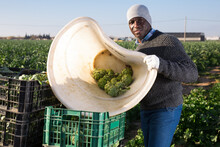 Portrait Of African American Man Harvesting Ripe Artichoke Buds In Basket On His Back On Farm Field