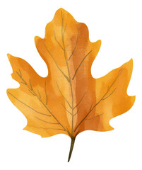 Wall Mural - A yellow maple leaf, isolated illustration.