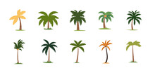 Cute Palm Tree And Coconut Tree Illustration Set, Collection Of Exotic Plants Flat Vector Image