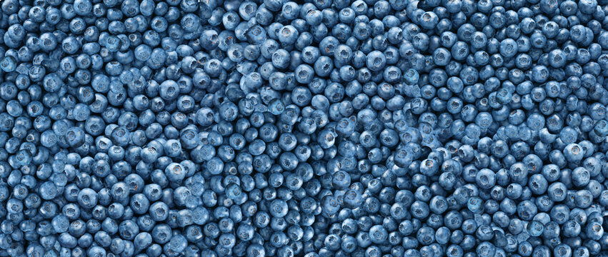 Fresh blueberries as background, top view. Banner design
