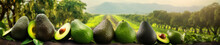 A Banner Photo Of Avocados Growing On A Farm