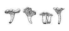 Mushrooms Illustration In Engraving Style. Black Ink Drawing Of Chanterelle Isolated On White Background.