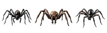 Three Horror Spiders Over Isolated Transparent Background