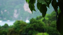 Static View Of Leaves In A Raining Day. Landscape Of Wild Environment.Koh Phi Phi. Thailand