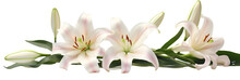 Lilies On White