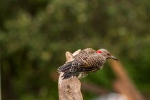 Northern Flicker Flying Off Driftwood