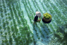 Collecting  Sea Weed At The Seaweed Farm Of Lembongan Island In Indonesia