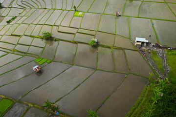 Wall Mural - Aerial view of green rice field in the island of Bali-Indonesia