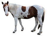 White and brown paint horse standing isolated on a transparent background. 