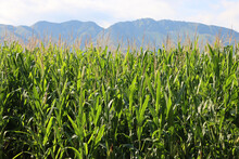 Green Corn Field With Unripe Cobs Against Blue Mountains Background And Blue Sky On A Sunny Summer Day