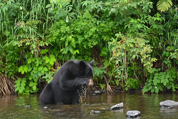 Wall Mural - An Alaska Black Bear (Ursus americanus) washes its face in the Russian River.