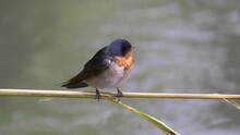Close Up Of A Welcome Swallow Perched On A Reed Over A Stream