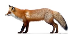 Red Fox On White Background 