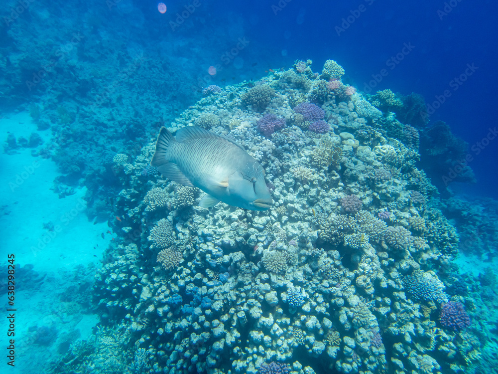Navilion Fish Napoleon fish in the depths of the Red Sea Stock Photo | Adobe Stock
