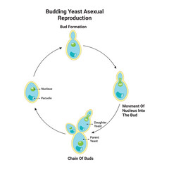 Wall Mural - Budding Yeast Asexual Reproduction Design