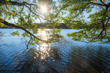 Poster - Lush green branches hanging over the water with sun reflections