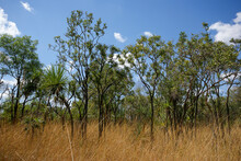 Dry Bushland With Gum Trees (Eucalyptus) And Pandanus Trees In High Dry Grass, Northern Territory, Australia