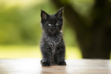 black maine coon kitten sitting outdoors in summer
