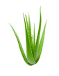 clump of green aloe vera plant isolated, png