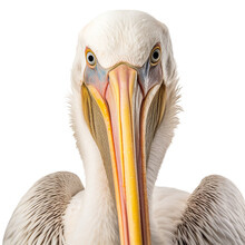 Pelican Isolated On Transparent Background Cutout