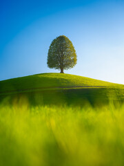 Wall Mural - nature. tree on top of the hill. landscape before sunset. fields and meadows. natural wallpaper. agr