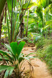 Path in tropical rainforest. The Vallee De Mai palm forest ( May Valley),  island of Praslin, Seychelles.