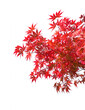 Branches with  red autumn leaves  isolated on white background.   Acer palmatum (Japanese maple). Selective focus.
