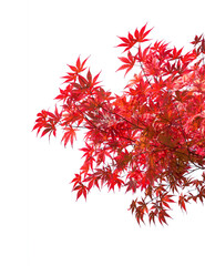 Wall Mural - Branches with  red autumn leaves  isolated on white background.   Acer palmatum (Japanese maple). Selective focus.