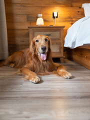 Poster - Golden Retriever on the bedroom floor.