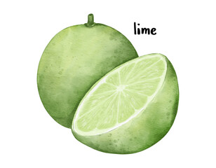 Wall Mural - lime fruit   watercolor illustration isolated element