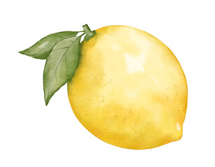 Wall Mural - lemon fruit   watercolor illustration isolated element