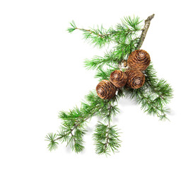 Canvas Print - Cedar tree, Deodar branch with cones isolated on white background. Beautiful art design. Close up Evergreen coniferous tree. Top view