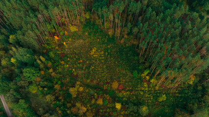 Wall Mural - picturesque tranquil green yellow and orange colors of autumn season forest natural environment space drone aerial photography