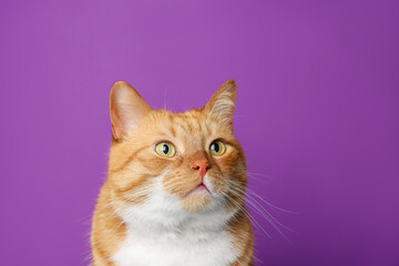 Cute ginger cat on purple background. Adorable pet