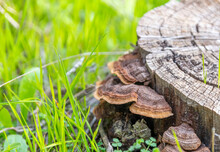 Trametes Versicolor, Also Known As Polyporus Versicolor, Is A Common Polyporus Fungus Found Throughout The World, As Well As A Well-known Traditional Tree-growing Medicinal Mushroom. High-quality
