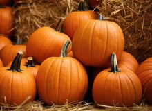An Outdoor Display Of A Crop Of Large Pumpkins On Top Of Hay Bales Ready For The Fall Season And Its Holidays.