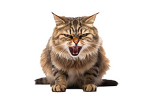 Angry, Hiss Cat Isolated On White/ Transparent Background