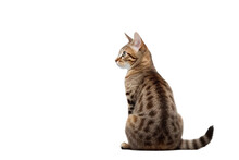Cat Sitting, View From Back, Isolated/ Transparent On White Background