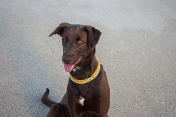 brown dog with white patch on the chest