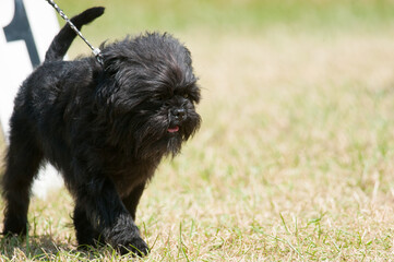 Wall Mural - Affenpinscher close-up walking on the green grass of a show ring