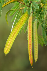 Wall Mural - Leaves, pods (fruits) and seeds of Leucaena leucocephala