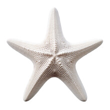 White Starfish Isolated On Transparent Background Cutout	
