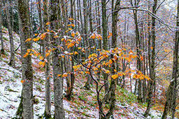 Sticker - Automne dans le cirque d'anglade