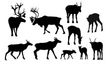 Reindeer Silhouettes Set. Males, Females And Calves Of Caribou Rangifer Tarandus. Wild Animals Of The Tundra And Taiga. Realistic Vector