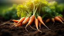 Freshly Picked Carrots On The Soil In A Field Of A Farm, Agriculture And Vegetables Farming Concept,.ai Generative