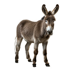 Wall Mural - donkey isolated on white