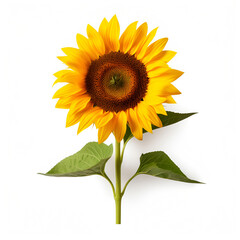 Wall Mural - Isolated sunflower. One flower on a white background. illustration, AI generation.